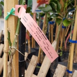 Etiqueta Lazo (Rollo 2000)