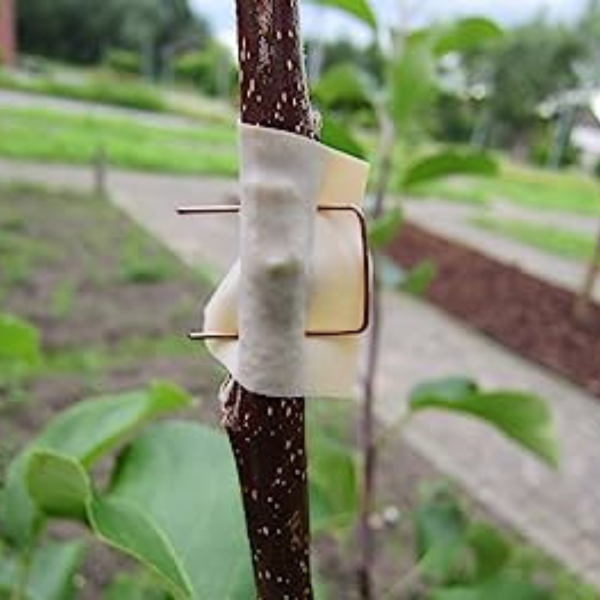 Injertación de frutales