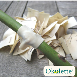 Parche de injertación Okulette R20