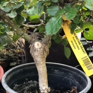 Etiqueta para Plantas tipo Lazo
