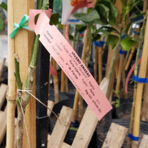 Kit de impresión Greentag para etiquetas SAG